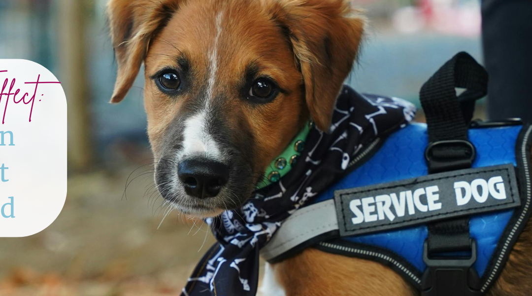 Paws and Effect: The Hidden Cost of Pet Parenthood